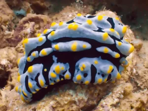 29349a_186f1d1d599b4d59829d5eecd563e511_mv2