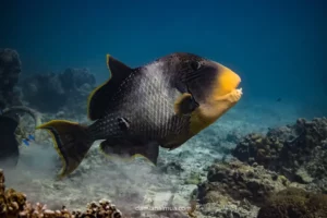 29349a_47480434658f4f03b6e78fa2680e826a_mv2