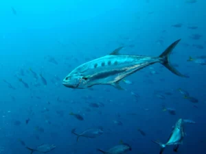 29349a_5d78fa4a91494399bd022f0aa5f28d8e_mv2