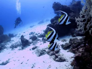 29349a_9743b6d9482f491a8cec103f55588205_mv2