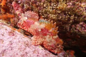 29349a_b7d59e59a1984901b689f4802019c78e_mv2