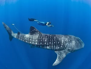 29349a_e3a172f34c6040058bdfccc16b566488_mv2