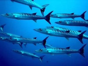 29349a_f8a6f96b1c0f457aa12c4fa44d23a4b5_mv2